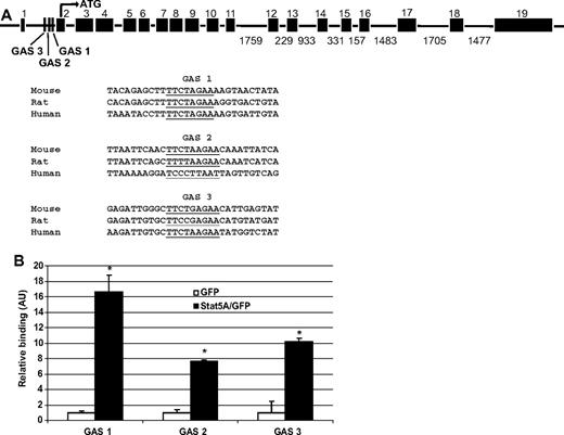 Figure 5. STAT5A/B binding sites in a putative Tfr1 enhancer. (A) Putative STAT5A/B binding (GAS) sites within intron 1 of the Tfr1 gene (underlined). Three conserved GAS sites were identified, with GAS 1 having the highest interspecies conservation. Sites are shown aligned with sequences from other species.21 (B) Chromatin immunoprecipitation (ChIP) analysis of binding of active STAT5A to the putative GAS sites within intron 1 of Tfr1. Biologic and technical triplicates were performed. Error bars represent SEM. *P < .05 compared with GFP-transfected cells.