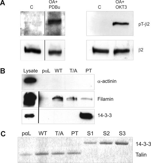 Figure 1. Analysis of β2-phosphorylation status in stimulated T cells and peptide affinity chromatography with phosphorylated and nonphosphorylated β2 cytoplasmic peptides. (A) β2 integrins are phosphorylated on Thr758 in T cells after phorbol ester and TCR ligation. Isolated human T cells were either nonstimulated (C) or preincubated with okadaic acid (OA) and stimulated with PDBu or OKT3. The cells were lysed and extracts subjected to Western blotting with the pThr758-specific antibody (pT-β2) or with the R2E7B antibody (β2). Vertical lines have been inserted to indicate a repositioned gel lane. (B) Binding of filamin and 14-3-3 to a phosphorylated control peptide (pαL), β2-35 (WT), β2-35A (T/A), and β2-35pT (PT) peptide affinity columns. The lysates and the bound materials were analyzed by Western blotting with α-actinin, 14-3-3, and filamin antibodies. Vertical lines have been inserted to indicate a repositioned gel lane. (C) Binding of purified talin head domain and 14-3-3ζ to peptide affinity columns. Talin head fragment (44 nM) binds to all β2 integrin peptides (WT, T/A, PT) in a similar way, thus indicating that talin binding is independent of β2 integrin Thr758. The control peptide (pαL) binding is much weaker, which implies specific binding. The binding of talin to PT is completely outcompeted when a similar molar amount of 14-3-3ζ was added in the incubation volume. The concentrations of the 14-3-3 added were 36 nM (S1), 71 nM (S2), and 143 nM (S3), and 44 nM talin was present in each column.