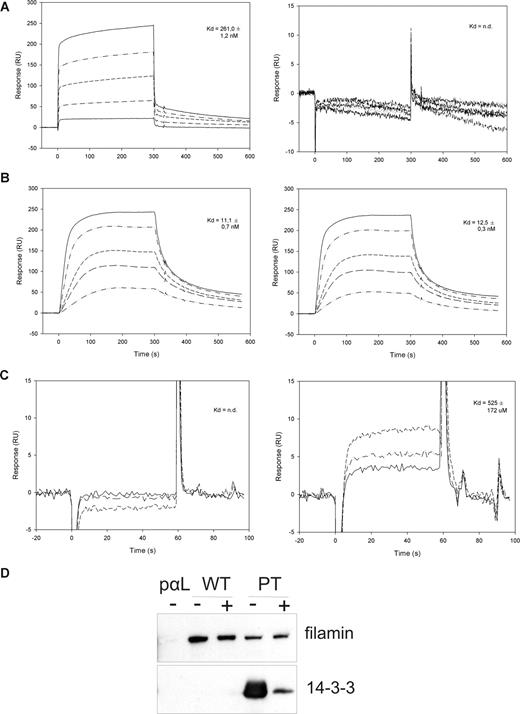 Figure 2. Surface plasmon resonance and competition studies of 14-3-3, talin, and filamin interactions with β2 cytoplasmic peptides. (A) Surface plasmon resonance (Biacore) sensorgrams of 14-3-3 binding to the phosphorylated (pT) and unphosphorylated (T) β2 peptide. The 14-3-3 concentrations used were 40, 160, 320, 640, and 1000 nM. (B) Surface plasmon resonance (Biacore) sensorgrams of talinF2/F3 binding to the phosphorylated (pT) and unphosphorylated (T) β2 peptide. The concentrations of talin used were 4, 10, 20, 40, and 60 nM. (C) Surface plasmon resonance (Biacore) sensorgrams of IgFLNa21 binding to the phosphorylated (pT) and unphosphorylated (T) β2 peptide. The concentrations of FLN used were 100, 200, and 400 μM. (D) Binding of filamin and 14-3-3 from ARAApSAPA-treated lysates to integrin peptide affinity columns. ARAApSAPA significantly reduced the interaction between 14-3-3 and β2 integrin peptide. The binding of filamin to wt integrin peptide or to the pT integrin peptide is not significantly increased in ARAApSAPA-treated lysates. Equal loading was confirmed by Western blotting of 14-3-3 from lysates (not shown). − indicates no ARAApSAPA treatment; +, 10 μM ARAApSAPA treatment.