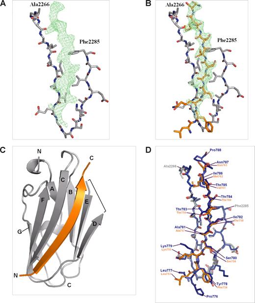 Figure 3. Crystal structure of IgFLNa21/β2 complex. (A) Electron density map (Fo − Fc) of the β2 peptide calculated from the final model without the peptide, shown at σ = 2. Only β-strands C and D of IgFLNa21 are shown for clarity. (B) The final model of the peptide (orange) built in the electron density map. (C) Overall structure of the IgFLNa21 (gray) and the peptide shown as ribbon diagram. N and C termini are indicated and the β-strands are named. The loop between β-strands D and E that is missing from the final model is indicated with a bracket. (D) Comparison of IgFLNa21/β7 (blue) (PDB entry 2BRQ) and IgFLNa21/β2 (gray and orange) complexes. The numbering of integrin residues is shown.