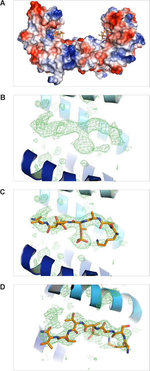 Figure 4. Structure of the 14-3-3ζ/phospho-β2 complex. (A) Overall structure of the 14-3-3ζ dimer and 2 peptides. The protein is shown as a surface representation colored according to surface charge as implemented in PyMOL. (B) The difference electron density map (Fo − Fc) of the β2 phosphopeptide calculated from the final model without the peptide, shown at σ = 2. The α-helices E and H of 14-3-3 are located below and above the peptide, respectively, and shown as a ribbon diagram. (C) Same as panel B, but the final model of the peptide is also shown. (D) The same as panel C, but shown from above.