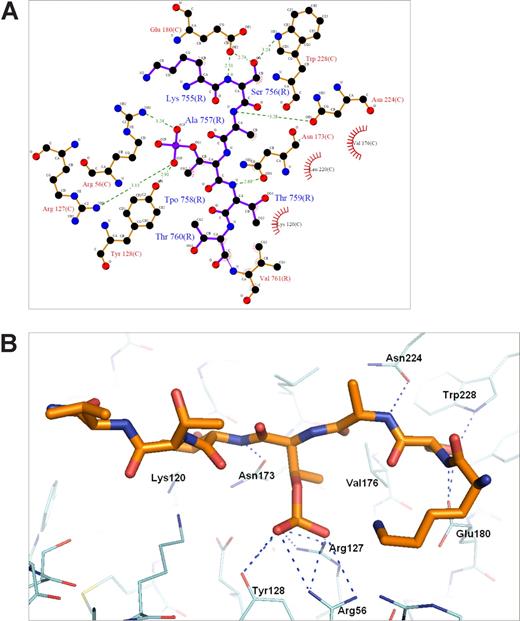 Figure 5. Details of the 14-3-3ζ–phospho-β2 interaction. (A) An illustration of the atomic interactions between the protein and peptide. Hydrogen bonds are shown as dashed lines with distances and atoms participating in hydrophobic interactions marked. The figure was generated by the program Ligplot (University College London, London, United Kingdom).36 (B) The hydrogen bonds indicated in panel A are shown in the actual model. Note that only the pThr758 (marked Tpo in A) and Ser756 have side chain hydrogen bonds with the protein.
