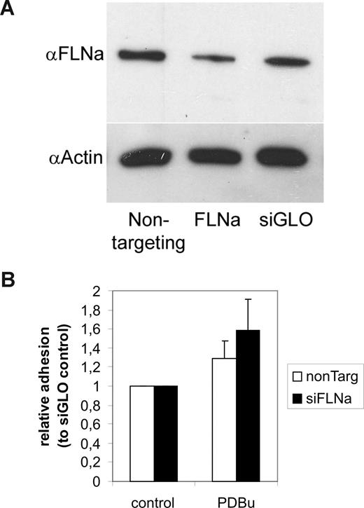 Figure 6. Effect of filamin knockdown on β2 integrin–dependent T-cell adhesion to coated ICAM-1. (A) Jurkat T cells were transfected with siGENOME SMART pool human filamin A (FLNa) siRNAs or control siRNAs. Filamin knockdown with filamin-specific siRNAs, but not control siRNAs, resulted in knockdown of filamin protein levels, as shown by Western blotting of corresponding cell extracts with antifilamin antibodies. The blot was stripped and reprobed with actin antibodies to show equal loading. (B) siRNA-transfected cells were left untreated or stimulated with 200 nM PDBu and cell binding to coated ICAM-1 was assayed for as described in “Adhesion assay.” Treatment of cells with FLNa siRNAs, but not control siRNAs, increased the stimulated cell binding to ICAM-1 (P < .05 for PDBu-stimulated samples). The experiment was repeated 9 times with similar results. Error bars represent SD.