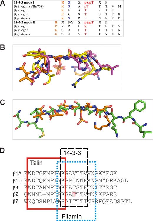 Figure 7. Comparison of 14-3-3–binding peptides and integrins. (A) Alignment of mode 1 and mode 2 14-3-3–binding consensus sequences with integrin sequences. (B) Superimposition of our 14-3-3 bound β2 (orange) with mode 1 (PDB entry 1QJB, purple) and mode 2 (PDB entry 1QJA, yellow) peptide structures. The only common features are the Arg/Lys and the pThr/pSer indicated in red in panel A. (C) Superimposition of β2 peptides in 14-3-3–binding conformation (orange) and IgFLNa21-binding conformation (green) shows that in both complexes the peptides are extended, but the side chain orientations differ markedly. (D) Sequence alignment of talin-, filamin-, and 14-3-3–binding sites in different integrin β-chains. The binding sites are based on the β3-talin complex structure 1MIZ21 and our current structures (β2/14-3-3 and β2/filamin).