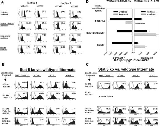 Figure 6. Impacts of STAT3 and STAT5 on BM conditioning. (A) Representative intracellular staining for pSTAT3 (pY705) versus pSTAT5 (pY694) following various step 1 conditioning regimens, either at end of 6-day step 1 culture (left) or after an additional 48-hour step 2 culture in GMCSF + IL-4 (right). Numbers in parentheses in each histogram display mean fluorescence specificity indices. Results are representative of 4 (left) and 3 (right) separate experiments, respectively. (B-D) Capacities of STAT5 or STAT3 knockout mice to respond to various conditioning regimens. (B) BM was prepared from STAT5KO mice (St5 KO) or from littermates expressing wildtype STAT5 (St5 LM) and subjected to step 1 conditioning with Ft3L+IL-6 or Flt3L+IL-6+GMCSF. Results shown for Flt3L+IL-6+GMCSF are also highly representative of GMCSF or Flt3L+IL-6+GMCSF conditioning outcomes (not shown). Proliferation kinetics during step 1 culture were comparable for KOs versus LMs (not shown). Histograms display mean fluorescence specificity indices for DC maturation markers following 48 hours of step 2 culture in GMCSF+IL-4, with CpG+LPS added during the final 18 hours. Results shown are representative of 3 experiments. (C) BM was prepared from STAT3KO mice (“St3 KO”) or from LMs expressing wild-type STAT3 (“St3 LM”) and subjected to step 1 conditioning and step 2 culture as in panel A. Results shown for Flt3L+IL-6+GMCSF are also highly representative of GMCSF or Flt3L+GMCSF conditioning. Proliferation kinetics during step 1 culture were comparable for KOs versus LMs, except that abject culture failure occurred when “St3 KO” BM was conditioned with Flt3L+ IL-6 (not shown). Results shown are representative of 2 experiments. (D) ELISA comparisons of supernatants for IL12p70 at end of step 2 cultures. BM was obtained from KO mice or from matched wildtype LMs, placed in standard step 1 cultures with Flt3L+IL-6, Flt3L+IL-6+GMCSF, or GMCSF alone as conditioning agents, and finally placed in 48-hour step 2 cultures with GMCSF+IL-4, and CpG+LPS added during the final 18 hours. Culture failure was observed only when STAT3KO BM was conditioned with Flt3L+IL-6. Data are presented as means plus or minus SD of 3 replicates and are representative of 3 (STAT5KO vs LM) or 2 (STAT3KO vs LM) independently performed experiments.