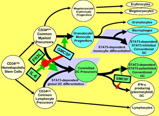 Figure 7. Schematic representation of postulated STAT-dependent DC differentiation pathways. Flt3L stimulates pan-differentiation of CD34pos common myeloid and common lymphocyte precursors into CD11c+ committed DC precursors via a STAT3-dependent process. This is markedly potentiated by IL-6, but is dominantly suppressed by step 1 exposure to GMCSF, due to inhibition of STAT3 activation and concomitant STAT5 activation (Figure 6A). Such step 1 GMCSF exposure instead favors differentiation of CD34+ common myeloid precursors into granulocyte/monocyte progenitors (rather than committed DC precursors). The granulocyte/monocyte progenitors achieve subsequent multilineage differentiation, including STAT5-dependent differentiation into conventional DCs and macrophages, and STAT5-independent differentiation into neutrophils (Figure 6B). Phenotypically conventional DCs generated by STAT3- versus STAT5-dependent pathways differ in many critical characteristics (Figures 1–5). It should be emphasized that although step 1 exposure to GMCSF blocks STAT3-dependent DC differentiation, step 2 exposure of committed DC precursors to GMCSF may instead promote maturation and DC1-polarization, again by stimulating STAT5 and inhibiting STAT3 (Figure 6A).