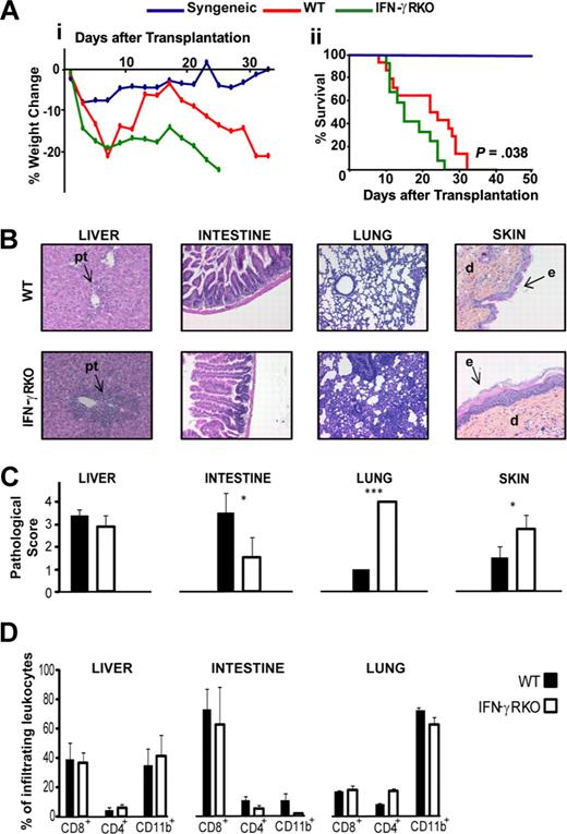 Figure 1. IFN-γRKO hosts suffer early GVHD mortality. (A,B) Weight fluctuations and survival for wt syngeneic (blue), wt allogeneic (red), and IFN-γRKO allogeneic (green) recipients (≥ 12 animals per group). The P value indicates the difference between wt and IFN-γRKO hosts using the log-rank test. (C) Histologic changes associated with GVHD. Infiltration of hepatic portal tracts (pt; 200× magnification) is shown as well as cutaneous dermal (d) and epidermal (e) involvement (200× magnification). Representative sections of intestines and lung are also shown (100× magnification). (D) Histopathologic grading using a score of 0 to 4, evaluated blindly on a minimum of 3 mice per group. (E) Proportion of CD8+, CD4+, and CD11b+ cells in donor leukocytes recovered from the liver, intestine, and lung tissue of at least 3 mice per group, from 3 independent experiments. In histograms, data represent the mean and SD. * and *** indicate P values < .05 and < .001, respectively.