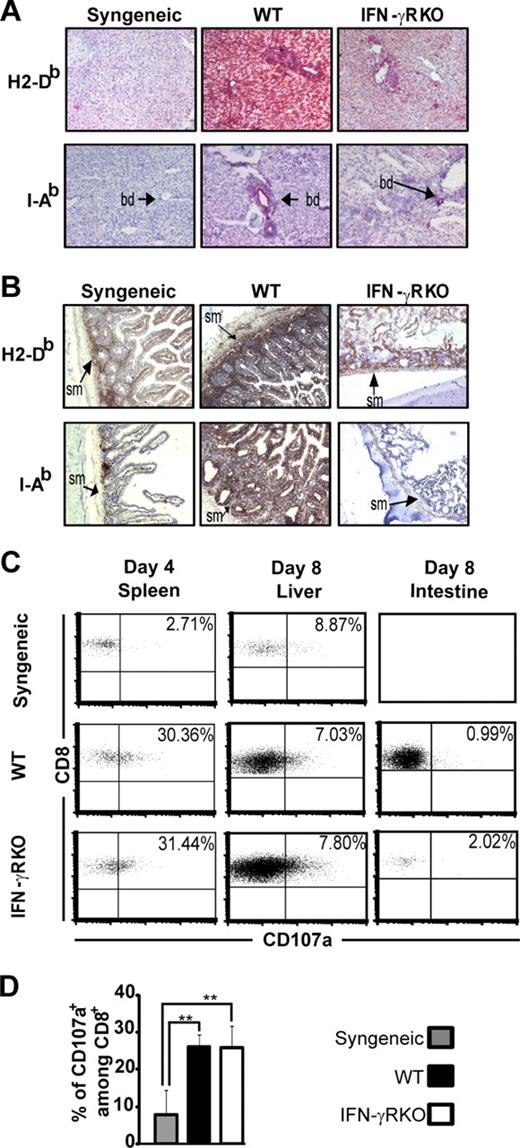 Figure 2. IFN-γ signaling is necessary for MHC up-regulation. Immunostaining for MHC I (H2-Db), MHC II (I-Ab) in the liver (A; magnification 100×) and intestine (B; magnification 100× for H2-Db and 200× for I-Ab) of syngeneic (wt) and allogeneic (wt and IFN-γRKO) recipients on day 8 after transplantation. Positive staining is red for hepatic and brown for intestinal tissues. Biliary ducts (bd) and intestinal submucosa (sm) are indicated by arrows. Staining with isotype controls was negative and omitted from the figure for clarity. One representative experiment of 3 is shown. (C) One representative set of data out of a minimum of 3 showing CD107a expression on donor CD8 T lymphocytes from the spleen, liver, and intestine. No CD8-positive population could be detected in syngeneic hosts' intestines on day 8 after transplantation. (D) Proportion of CD107a+ cells among CD8+ T cells in the spleen of syngeneic and allogeneic recipients. Histograms represent the mean and SD for at least 3 mice per group, from 3 independent experiments. **P < .01.