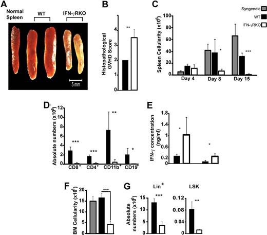 Figure 4. Spleen and BM aplasia in IFN-γRKO hosts. (A) Picture showing the spleen of a normal B6 mouse and the spleens of wt and IFN-γRKO recipients on day 15 after transplantation. (B) Histologic scoring (0-4) of spleen GVHD based on criteria displayed in Supplemental Table S1 (3 mice per group). (C) Spleen cellularity at 3 time points (days 4, 8, and 15), in wt, IFN-γRKO as well as in syngeneic (C3H.SW) hosts. (D) Numbers of CD8+, CD4+, CD11b+, and CD19+ cells in the spleen of wt and IFN-γRKO recipients on day 15. (B-D) Histograms represent the mean and SD of at least 3 mice per group from 3 distinct experiments. (E) IFN-γ levels in BM supernatants harvested on days 4 (d4) and 8 (d8) after transplantation. (F) BM cellularity on day 15 after transplantation in syngeneic and allogeneic recipients. Absolute number of cells per BM sample obtained from 1 tibia and 1 femur. (G) Absolute numbers of donor Lin+ and LSK cells in wt and IFN-γRKO hosts. (E-G) Histograms represent the mean and SD of at least 3 mice per group from 1 representative experiment out of 2. Statistically significant differences between wt and IFN-γRKO hosts are shown. *P < .05, **P < .01, ***P < .001.