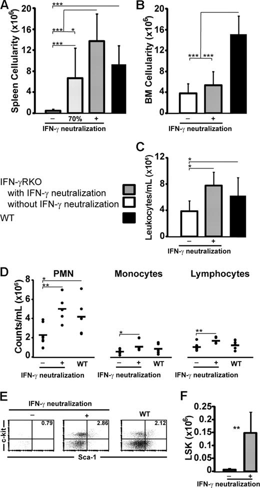 Figure 5. IFN-γ neutralization corrects splenic atrophy and cytopenias. (A,B) Spleen and BM cellularity (on day 15) from 3 distinct experiments and comparing 3 groups of mice: wt (n = 5), IFN-γRKO hosts injected with anti–IFN-γ antibody R4-6A2 (n = 9), and IFN-γRKO hosts injected with isotype-matched immunoglobulins (IFN-γRKO without IFN-γ neutralization; n = 10). In panel A, we also show in light gray the spleen cellularity of 3 IFN-γRKO hosts injected with 70% of the maximal dose of R4-6A2 antibody (n = 3). (C) Peripheral blood leukocyte counts in wt hosts (n = 5), IFN-γRKO hosts with IFN-γ neutralization (n = 5), and IFN-γRKO hosts without IFN-γ neutralization (n = 7), compiled from 2 separate experiments. (D) Differential blood leukocyte counts. PMN, polymorphonuclear cells. All biologic replicates from (C) are represented by dots, and the mean is indicated by the bars. (E) Percentage of c-kit+/Sca-1+ cells from the Lin− fraction among day 15 splenocytes. Dot plots are representative of at least 5 per group. (F) Numbers of LSK cells per spleen in IFN-γRKO recipients; 3 mice per group, one representative experiment out of 2. All histograms represent mean and SD *P < .05, **P < .01, ***P < .001.