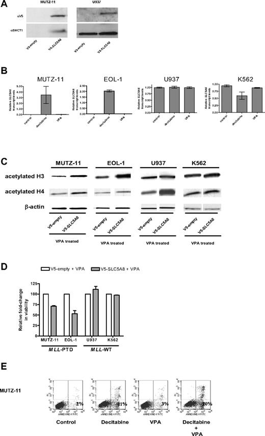 Figure 2. Epigenetic silencing of SLC5A8 and functional consequences of forced expression of SLC5A8 in MLL-PTD+ cell lines. (A) Whole cell lysates were prepared and immunoblotting performed as described in “Methods.” Anti-SLC5A8 antibody (A-15) was purchased from Santa Cruz Biotechnology (Santa Cruz, CA). Nucleofections with V5-empty and V5-SLC5A8 expression vectors and immunoblotting to detect the V5-epitope were performed as described in “Methods.” (B) The demethylating agent, decitabine, but not the histone deacetylase inhibitor, VPA activates SLC5A8 transcription in MLL-PTD+ AML cell lines. Cell lines were incubated in the absence or presence of the hypomethylating reagent decitabine (2.5 μM) or VPA (1 mM) for 48 or 24 hours, respectively. SLC5A8 mRNA levels were measured by real time RT-PCR using SYBR Green dye for detection (Prism 7700 SDS, Applied Biosystems, Foster City, CA). Primers were SLC5A8RT-for, 5′-TCCGAGGTCTACCGTTTTG-3′ and SLC5A8RT-rev, 5′-GGGCAGGGCATAAA-TAAC-3′. The ΔΔCt method of relative quantification was carried out. SLC5A8 mRNA levels were normalized to 18S rRNA levels. Results are presented as relative SLC5A8 transcript levels (means ± SD). (C) Forced SMCT1 expression enhances VPA-induced acetylation of histone H3 and H4. Immunoblot analyses for total acetylated histones H3 and H4 were carried out on empty vector or V5-SLC5A8 vector transfected cells. Twenty-four hours after nucleofection, 1 mM VPA was added to the cultures for an additional 24 hours. Immunoblot detection of β-actin was used as a loading control. (D) Overexpression of SMCT1 sensitizes MLL-PTD+ cells to the growth inhibitory effects of VPA. Cell lines were incubated for an additional 24 hours with or without VPA (1 mM) beginning 24 hours posttransfection. The effect on viable cell numbers was measured using the trypan blue exclusion assay and is depicted as a fold-change in relation to the appropriate VPA-treated, empty-vector transfected cells. Error bars represent SD. (E) The sequential combination of decitabine followed by VPA results in enhanced apoptosis in the MLL-PTD+ cell lines. Cells were treated as described above, except with the inclusion of a sequential combination of decitabine (48 hours) followed by VPA (24 hours), and then harvested for staining with annexin V/propidium iodide and fluorescence-activated cell sorting analysis. The percentage of cells undergoing early apoptosis (lower right quadrant) is indicated.