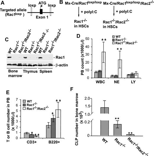 Figure 1. Gene targeting of Rac1 or Rac1/Rac2 in HSCs and the effect on peripheral blood and bone marrow cells. (A) Rac1 gene–targeted allele. The conditional Rac1 allele was generated by sandwiching exon 1 of Rac1 gene with 2 loxP sites. (B) Generation of Rac1 or Rac1/Rac2 knockout HSCs in mice. To produce Rac1- or Rac1/Rac2-deficient hematopoietic cells in mice, Rac1loxp/loxp or Rac1loxp/loxp/Rac2−/− mice were crossbred with Mx-Cre transgenic mice. Four to 5 doses of poly I:C injection of the mice resulted in efficient deletion of Rac1 gene in HSCs. (C) Expression of Rac1 in bone marrow, thymus, and spleen of Rac1 or Rac1/Rac2 Mx-Cre–targeted mice. Bone marrow cells, thymocytes, and splenocytes from WT-, Rac1-, or Rac1/Rac2-targeted mice were probed for Rac1 protein by anti-Rac1 blotting. Levels of β-actin were used as loading controls. (D) Deletion of Rac1/Rac2 but not Rac1 alone led to increased white blood cells (WBCs) and neutrophils (NEs) without apparent effect on lymphocyte numbers (LY) in peripheral blood. PB of various genotypes was analyzed by blood counting on a hematology analyzer. (E) PB of various genotypes was stained by biotinylated anti-CD3 or -B220 antibody followed by Streptavidin-Percp and analyzed by flow cytometry. (F) Deletion of Rac1 or Rac1/Rac2 reduced CLP numbers in bone marrow. Bone marrow cells were counted and stained for lineage markers with biotinylated antibodies against B220, CD3, CD4, CD8, Gr1, CD11b, and TER119. Subsequently, cells were stained with Streptavidin-Percp, anti–IL7R-APC-Cy7, anti–c-kit-APC, and anti–Sca1-PE. CLP was defined by the Lin−IL-7Rα+Sca1medc-kitmed-high phenotype. The number of CLP was calculated based on the total number of bone marrow cells and the percentage of CLP. n = 5 in each panel. *P < .05; **P < .01. Error bars represent SD.
