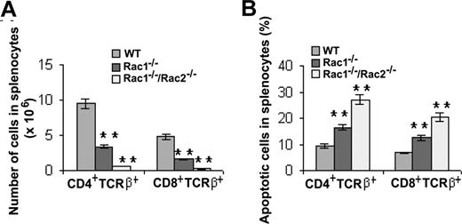 Figure 3. Deletion of Rac1 or Rac1/Rac2 in HSCs results in decreased T-lymphocyte cellularity in spleen that is associated with increased apoptosis. (A) Number of T cells in splenocytes was determined by staining the splenocytes with anti-CD4, -CD8, and -TCRβ antibodies followed by flow cytometry. (B) The apoptotic T-cell subpopulations in splenocytes were measured by the antibody and annexin V costaining followed by flow cytometry. The results are representative of 2 experiments. n = 5 for each genotype. **P < .01. Error bars represent SD.