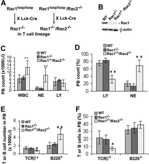 Figure 4. Gene targeting of Rac1 or Rac1/Rac2 in the T-cell lineage and the effect on peripheral blood cells. (A) Generation of T cell–specific Rac1- or Rac1/Rac2-deficient mice. To produce Rac1- or Rac1/Rac2-deficient T lymphocytes, Rac1loxp/loxp or Rac1loxp/loxp/Rac2−/− mice were crossbred with Lck-Cre transgenic mice. (B) Expression of Rac1 in Lck-Cre–targeted thymocytes. WT, Rac1−/−, or Rac1−/−Rac2−/− thymocytes were probed for Rac1 protein expression by anti-Rac1 Western blotting. Levels of β-actin in each sample were probed as loading controls. (C) Deletion of Rac1/Rac2, but not Rac1 alone, led to increased WBC and NE counts but normal LY counts in peripheral blood. (D) Deletion of Rac1/Rac2 but not Rac1 by Lck-Cre targeting caused decreased LY percentage and increased NE percentage in peripheral blood cells. (E,F) The effects of Rac1 or Rac1/Rac2 deletion on T- and B-cell productions in peripheral blood. PB cells were stained for TCRβ or B220 and analyzed by flow cytometry. The T- and B-cell numbers and percentages in PB were presented in panels E and F, respectively. n = 7 for each genotype. *P < .05; **P < .01. Error bars represent SD.