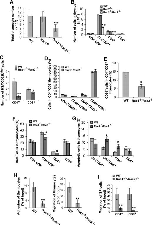 Figure 5. Deletion of Rac1/Rac2, but not Rac1 alone, in T cells affects the development and proliferation/survival/adhesion/migration of thymocyte T cells. Lck-Cre–targeted mice were injected intraperitoneally with BrdU (100 μg/g body weight) 12 hours prior to harvesting thymus. Isolated thymocytes were quantified for the absolute number (A) and stained with anti-CD4, -CD8, -CD44, -CD25, -CD69, -HSA, -CD62L, and/or -BrdU antibodies or annexin V. The stained cells were subjected to flow cytometry analysis of the CD4/CD8 subpopulations (B), the expression level of HSA/CD62L in CD4+ or CD8+ SP thymocytes (C), the CD44/CD25 expression in CD4−CD8− DN subpopulations (D), the CD69 level in CD4+CD8+ DP thymocytes (E), the proliferating cells (F), and the apoptotic cells (G) in various T-cell subpopulations. The adhesion to fibronectin and migration to SDF-1α of total thymocytes (H) or migration of CD4+ or CD8+ SP thymocyte to MIP-3β (I) was also determined. WT, n = 10; Rac1−/−, n = 6; and Rac1−/−Rac2−/−, n = 6. *P < .05; **P < .01. Error bars represent SD.