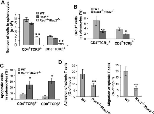 Figure 6. Deletion of Rac1/Rac2, but not Rac1 alone, in T cells results in decreased T-lymphocyte cellularity in spleen that is associated with decreased T-cell proliferation, adhesion, and migration and increased apoptosis. Lck-Cre–targeted mice were injected intraperitoneally with BrdU (100 μg/g body weight) 12 hours prior to spleen harvest. The isolated splenocytes were counted and stained with anti-CD4, -CD8, -TCRβ, and -BrdU antibodies or annexin V followed by flow cytometry analysis of the CD4/CD8 subpopulations (A), the proliferating cells (B), and the apoptotic cells (C) in various T-cell subpopulations. The purified splenic T cells were also assayed for adhesion to fibronectin and for migration toward SDF-1α (D). WT, n = 10; Rac1−/−, n = 6; and Rac1−/−Rac2−/−, n = 6. *P < .05; **P < .01. Error bars represent SD.