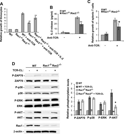 Figure 7. T cell–specific deletion of Rac1/Rac2 inhibits TCR-induced cell growth and signaling. Single-cell suspensions of thymocytes or splenic T cells were prepared from mice of the indicated genotypes. The cells were plated on 96-well plates at 2 × 105/well in 100 μL culture with or without anti-TCR antibody or IL-2 (A-C). The medium was collected at day 2 from the thymocyte culture for IL-2 assay by ELISA (B), and the cell numbers were counted after a 3-day culture (A,C). Data are expressed as the fold of growth relative to the number of WT cells without stimulation. Error bars represent the standard deviations of 5 WT and 5 Rac1−/−Rac2−/− mice. *P < .05; **P < .01. (D) Western blotting was performed to assess the phosphorylation status of Akt, Erk, p38, and ZAP70 after a 3-minute TCR cross-linking of freshly isolated thymocytes. The quantitative results were shown as ratios between normalized phospho-Akt, -Erk, -p38, or -ZAP70 and total Akt, Erk, p38, or ZAP70, and are presented as means plus or minus SD from 5 WT and 5 Rac1−/−Rac2−/− mice. Rac1 expression was probed by anti-Rac1 blotting in parallel. Error bars represent SD.