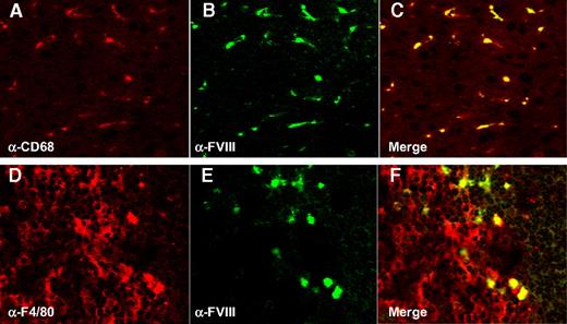 Figure 3. Localization of FVIII in macrophages in spleen and liver. (A) Liver section of a VWF-deficient mouse treated with recombinant FVIII (0.25 μg) stained with anti–mouse CD68 antibody. (B) Same liver section as depicted in panel A, but stained with monoclonal anti–human FVIII antibody LE2E9. (C) Merged image of panels A and B. (D) Spleen section of a VWF-deficient mouse treated with recombinant FVIII (0.25 μg) stained with anti–mouse F4/80 antibody. (E) Same spleen section as depicted in panel A, but stained with monoclonal anti–human FVIII antibody LE2E9. (F) Merged image of panels D and E. Both organs were collected 5 minutes after injection.