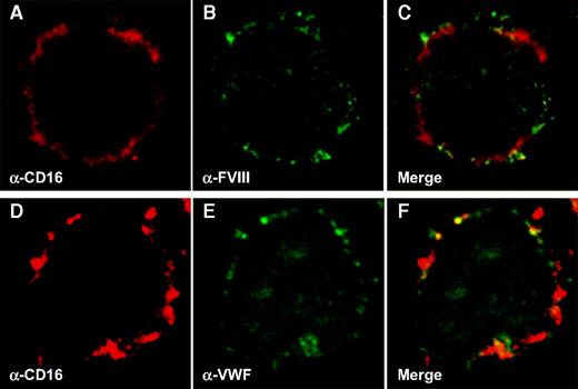 Figure 5. Human-derived macrophages bind VWF and FVIII. Monocytes were derived from blood and differentiated into macrophages as described in “Preparation of human macrophages.” Binding of pd-VWF (10 μg/mL) and recombinant FVIII (50 μg/mL) was allowed for 1 hour at 4°C. Cells were stained using TRITC-conjugated anti-CD16 antibodies (A,D) in combination with either FITC-conjugated anti-FVIII antibodies (B) or FITC-conjugated anti-VWF antibodies (E). Panels C and F represent merged images of panels A and B and panels D and E, respectively. Original magnification 630×.