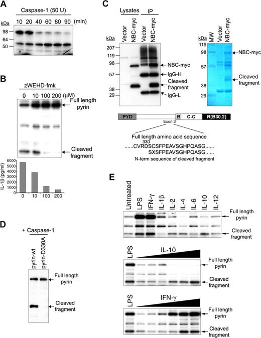 Figure 1. Cleavage of pyrin by caspase-1. (A) 35S-labeled pyrin was incubated with 50 units recombinant caspase-1 at 37°C for various periods as indicated, subjected to SDS-PAGE, and visualized by autoradiography. (B) Pyrin was cotransfected into Cos-7 cells with caspase-1 and pro–IL-1β. Cells were treated with increasing amounts of z-WEHD-fmk as indicated. After 24 hours, cell lysates underwent SDS-PAGE and Western blotting with a polyclonal Ab developed against the N-terminal 374 aa of pyrin (top). Cell culture supernatants were also collected and assayed for IL-1β by ELISA (bottom). (C) PT67 cells were cotransfected with pNBC-myc (construct expressing B30.2 domain–deleted pyrin) and with caspase-1. After 24 hours, cell lysates were immunoprecipitated using antimyc Ab, and subjected to SDS-PAGE followed by Western blotting with antimyc Ab (top left panel) or Coomassie blue staining (top right panel). The result of N-terminal Edman sequencing of the eluted, Coomassie-stained band corresponding to the C-terminal cleaved fragment is shown under the schematic diagram of pyrin. (D) WT or D330A pyrin was cotransfected with caspase-1 into PT67 cells. Lysates were subjected to SDS-PAGE and Western blotting with the same antipyrin Ab as in panel B. (E) PBMCs from healthy controls were cultured in RPMI supplemented with 10% fetal bovine serum in 6-well culture plates, treated with LPS (1 μg/mL) from E coli 0127:B7 (Sigma-Aldrich), IFN-γ (100 ng/mL), IL-1β (3.75 ng/mL), IL-2 (1.6 ng/mL), IL-4 (12.5 ng/mL), IL-6 (8.5 ng/mL), IL-10 (100 ng/mL) or IL-12 (10 ng/mL; BD Biosciences, San Jose, CA). After 24 hours, cells were lysed and 12 μg total protein was subjected to SDS-PAGE followed by Western blot with the same antipyrin Ab as in panel B (top). PBMCs were also stimulated with LPS or various amounts (from 10 pg/mL to 100 ng/mL) of IL-10 (middle) or IFN-γ (bottom) for 24 hours. Cells were lysed and analyzed as in top panel.