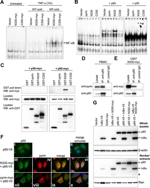 Figure 3. N-terminal cleaved pyrin activates NF-κB and interacts with p65. (A) NF-κB DNA-binding activity was measured by EMSA in nuclear lysates prepared from HeLa cells that had been transfected with myc-tagged empty vector, N330, or C330, and incubated with or without TNF-α (12.5 ng/mL) for 1 hour. As indicated, either unlabeled excess NF-κB wt (WT-cold) or mutant (MT-cold) oligonucleotides were added to the EMSA reactions as a competitor to assay binding specificity. (B) HeLa cells were cotransfected with the indicated pyrin constructs and either p65 or p50. From the nuclear lysates, NF-κB DNA-binding activity was measured by EMSA as in panel A. (C) Myc-tagged p50 (left panels) or p65 (right panels) was cotransfected into PT67 cells with GST vector, GST-fused pyrin, GST-N330, or GST-C330. Lysates were subjected to GST pull-down assay followed by Western blotting with antimyc Ab (top panels). Expression of transfected constructs is shown in the bottom 2 panels (cell lysates) probed with antimyc or anti-GST Abs. (D) Lysates from PBMCs of a healthy donor were immunoprecipitated with anti-p65 Ab or control IgG. Cell lysates and eluted proteins were analyzed by Western blotting with antipyrin (top) or anti-p65 Abs (bottom). Data are from a representative experiment from 3 separate subjects. (E) U937 cells were transduced with retroviral constructs expressing N330-myc or with empty vector. After G418 selection, cell lysates were immunoprecipitated with anti-p65 Ab or control IgG, and analyzed as in panel D. (F) HeLa cells were transfected with V5-tagged p65 (p65-V5) alone (i-ii), or cotransfected with p65-V5 and N330-myc (iii-vi), or with p65-V5 and myc-tagged full-length pyrin (vii-xi). After 24 hours, p65 and pyrin variants were stained with AlexaFluor 488–conjugated anti-V5 Ab (green) and AlexaFluor 568–conjugated antimyc Ab (red), respectively. Cells were counterstained with DAPI (blue) and visualized on a Leica DMR microscope. Expressed p65 is shown in the first column (i, iii, and vii); pyrin variants are shown in the second column (iv and viii); merged images for p65 and pyrin variants are in the third column (v and ix); merged images for p65, pyrin variants, and nuclei are in the fourth column (ii, vi, and x). (G) IκB-α–V5, p65-V5, and N330-myc were transfected individually, or cotransfected as indicated into HeLa cells. After 24 hours, total cell lysates (top 2 panels) and nuclear extracts (bottom 2 panels) were prepared and subjected to SDS-PAGE for Western blotting with anti-V5 Ab (top panel and third panel), anti–β-actin Ab (for loading control of whole-cell extracts), or anti-Ran Ab (for loading control of nuclear extracts). Asterisk denotes degraded 30-kDa IκB-α fragment that is explained in “N330 interacts with p65 and enhances the nuclear localization of p65.”
