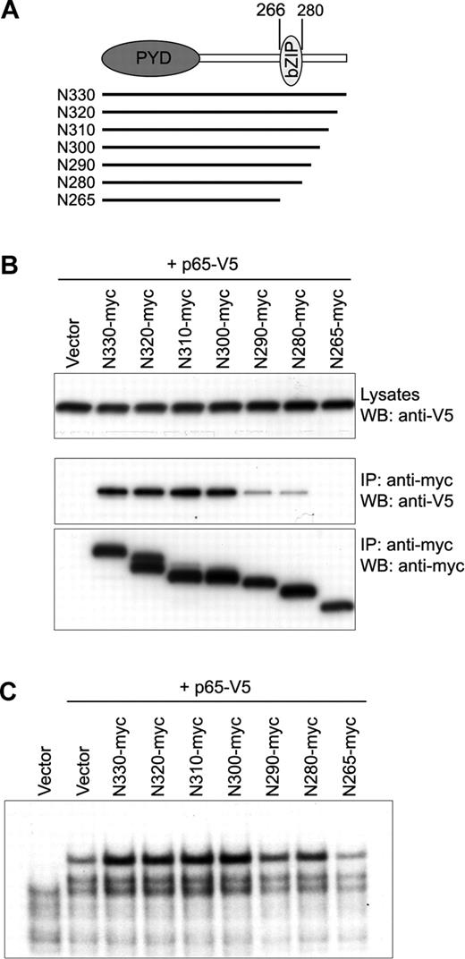 Figure 4. Interaction of the bZIP basic domain of N330 with p65. (A) Sequential 10-aa deleted N-terminal fragments from aa's 330 to 266 are indicated by lines under the schematic of N330 in which the PYRIN domain (PYD) and bZIP basic domain (bZIP) reside. The first and last aa numbers of bZIP basic domain are indicated on the top. (B) PT67 cells were cotransfected with p65-V5 and the 10-aa deleted N-terminal fragments depicted in panel A. Lysates were immunoprecipitated with antimyc Ab followed by Western blotting with anti-V5 (middle) and antimyc (bottom) Abs. Expression of p65-V5 in whole lysates is shown by anti-V5 Ab (top). (C) HeLa cells were cotransfected with p65-V5 and the 10-aa deleted N-terminal fragments depicted in panel A. From the nuclear lysates, NF-κB DNA-binding activity was measured by EMSA as in Figure 3A.