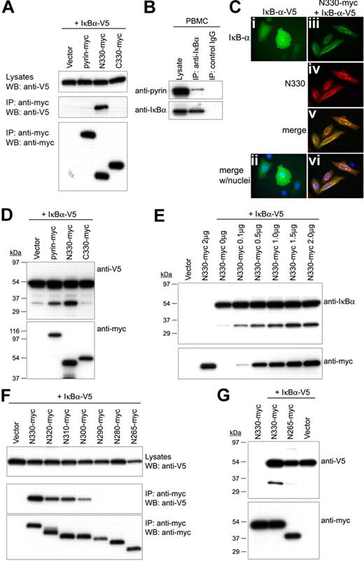 Figure 5. Interaction of N330 with IκB-α and the N330-induced proteolysis of IκB-α. (A) V5-tagged IκB-α was cotransfected into PT67 cells with myc-tagged pyrin, N330, or C330 or empty vector. Lysates were immunoprecipitated with antimyc Ab and analyzed as in Figure 4B. (B) Lysates from PBMCs of a healthy donor were immunoprecipitated with anti–IκB-α Ab or control IgG. Cell lysates and eluted proteins were analyzed by Western blotting with antipyrin (top) or anti–IκB-α Abs (bottom). Data are from a representative experiment from 3 separate donors. (C) HeLa cells were transfected with V5-tagged IκB-α (IκB-α–V5) alone (i,ii), or cotransfected with IκB-α–V5 and N330-myc (iii-vi). After 24 hours, IκB-α and N330 were stained with AlexaFluor 488–conjugated anti-V5 Ab (green) and AlexaFluor 568–conjugated antimyc Ab (red), respectively. Cells were counterstained with DAPI (blue) and visualized on a Leica DMR microscope. Expressed IκB-α is shown in panels i, ii (merged with nuclei), and iii, and N330 is in panel iv. Merged images for IκB-α and N330 without and with nuclei are in panels v and vi, respectively. (D) HeLa cells were cotransfected with IκB-α–V5 and myc-tagged pyrin variants or empty vector. Cell lysates were analyzed by Western blotting with anti-V5 (top) or antimyc Abs (bottom). (E) HeLa cells were cotransfected with IκB-α–V5 and increasing amount of N330-myc, and also transfected with empty vector or N330-myc alone. Cell lysates were analyzed by Western blotting with anti–IκB-α (top) or antimyc Abs (bottom). (F) PT67 cells were cotransfected with IκB-α–V5 and the 10-aa deleted N-terminal fragments depicted in Figure 4A. Lysates were immunoprecipitated with antimyc Ab and analyzed as in Figure 4B. (G) HeLa cells were cotransfected with IκB-α–V5 and N330-myc, N265-myc, or empty vector, and also transfected with N330-myc alone. Cell lysates were analyzed by Western blotting with anti-V5 (top) or antimyc Abs (bottom).
