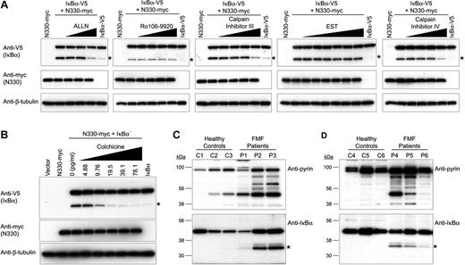 Figure 6. Effects of calpain inhibitors, colchicine, and FMF mutations on N330-induced IκB-α degradation. (A) HeLa cells were cotransfected with IκB-α–V5 and N330-myc, and treated with various inhibitors, ALLN (0.3-1.25 μg/mL, proteosome, calpain I and II inhibitor), Ro106-9920 (0.39-3.125 μM, ubiquitination inhibitor), calpain inhibitor III (0.625-5 μg/mL, calpain I and II inhibitor), EST (3.125-100 mM, calpain I inhibitor), or calpain inhibitor IV (1.25-5 μg/mL, calpain II inhibitor). Cells were also transfected with N330-myc or IκB-α–V5 alone as controls. Cell lysates were analyzed by Western blotting with anti-V5 Ab for IκB-α (top), antimyc Ab for N330 (middle), or anti–β-tubulin Ab for loading controls (bottom). The approximately 30-kDa IκB-α fragment is denoted with an asterisk. (B) HeLa cells were cotransfected or transfected as in panel A. Cotransfected cells were treated with various amounts of colchicine (5-80 pg/mL). Cell lysates were analyzed as in panel A. (C) PBMCs from 3 FMF patients who had at least one mutation in the B30.2 domain, as well as from 3 healthy controls, were lysed immediately after purification. Cell lysates were subjected to Western blotting with antipyrin (top panel) or anti–IκB-α Abs (bottom panel). Asterisks denote the approximately 30-kDa IκB-α fragment. (D) PBMCs from 3 FMF patients who have 2 mutations on B30.2 domains of both alleles, as well as from 3 healthy controls, were treated with IFN-γ for 24 hours. Cells were lysed and analyzed as in panel C.
