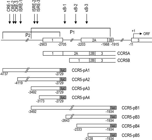 Figure 1. Gene and promoter organization of human CC chemokine receptor CCR5. Schematic representation of the CCR5 gene and its promoters. Exons (1-3) are depicted by boxes. Both promoter regions, the downstream promoter P1 and the upstream promoter P2, are indicated above the scheme. Locations of the identified putative transcription factor binding sites are depicted above. Underneath, promoter-luciferase-reporter constructs used in this study are shown. Two sets of constructs were used: the upstream promoter constructs CCR5-pA1 through -pA4 and the downstream promoter constructs CCR5-pB1 and -pB3 through -pB5. Nucleotide positions for the exons and the promoter constructs are depicted relative to the ORF in exon 3. Numbering of nucleotides and exons is according to the CCR5 numbering system proposed at the 1999 CCR5-AIDS symposium.26,34