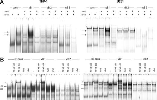 Figure 2. Transcription factor binding to the κB sites in the CCR5 downstream promoter. EMSA showing binding of complexes to the κB sites of CCR5 (κB-1 through -3) and the κB site of human β2m as a consensus probe (cons) using nuclear extracts of THP-1 cells (left panels) or U251 cells (right panels). (A) Cells were left untreated or stimulated with TNF-α (10 ng/mL) for 2 hours. EMSA analysis revealed formation of 2 complexes to CCR5-κB-1 on TNF-α treatment (→). CCR-5-kB-2 showed nonspecific complex binding constitutively, whereas CCR-5-κB-3 did not generate any significant binding, either constitutive or on TNF-α treatment. (B) Using specific antibodies, the proteins binding to CCR5-κB-1 on TNF-α treatment were identified as NF-κB p65 and p50. Binding of these factors to CCR5-κB-2 could not be detected. *Supershifted complexes. Shown are representatives of 2 independent experiments.