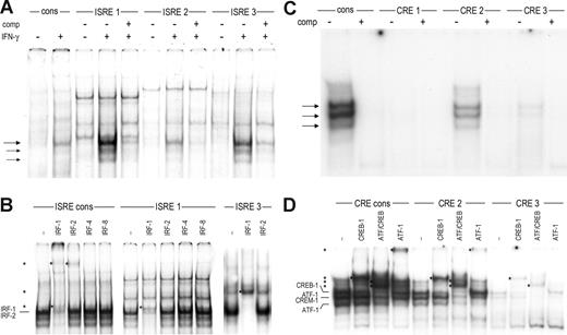 Figure 3. Transcription factor binding to the ISREs and CRE sites in the CCR5 promoter. (A) EMSA showing binding of complexes to the ISREs of CCR5 (ISRE-1 through ISRE-3) and the ISRE of human β2m as a consensus probe (cons) using nuclear extracts of U251 cells either unstimulated or stimulated with 500 U/mL of IFN-γ for 2 hours. IFN-γ stimulation induced formation of 1 major () and 2 minor (→) complexes to CCR5-ISRE-1 and CCR5-ISRE-3 and weak binding of these complexes to CCR5-ISRE-2, specific for the ISRE in the probes. (B) Using specific antibodies, the proteins binding to the β2m-ISRE on IFN-γ treatment were identified as IRF-1 and IRF-2, whereas the complexes binding to ISRE-1 and ISRE-3 contained only IRF-1. (C) EMSA showing binding of complexes to the CRE sites located in the CCR5 upstream promoter (CRE-1 through CRE-3) and a CRE consensus probe (cons) using nuclear extracts of U251 cells. Binding of 3 complexes () to CCR5-CRE-2 and, to a lesser extent, CCR5-CRE-3, specific for the CRE in the probes, was detected. (D) Using specific antibodies, the proteins binding to CCR5-CRE-2 and CCR5-CRE-3 were identified as CREB-1 and ATF-1. In addition, the CCR5-CRE-2 binding complex was revealed to also contain CREM-1. *Supershifted complexes. Shown are representatives of 2 independent experiments.