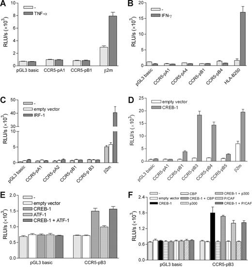 Figure 4. Transactivation capacity of the regulatory sites in the CCR5 promoter. Transient transfection of promoter constructs in Tera-2 cells. (A) Transient transfection of the full-length CCR5 upstream (CCR5-pA1) and downstream (CCR5-pB1) promoter constructs. Cells were left untreated or treated with TNF-α (10 ng/mL) for 24 hours, leading to activation of only the β2m promoter. (B) Transient transfection of full-length and truncated upstream (CCR5-pA1 and CCR5-pA4) and downstream (CCR5-pB1 and CCR5-pB4) promoter constructs and the HLA-B250 promoter construct, as a positive control. Cells were left untreated or treated with IFN-γ (500 U/mL) for 24 hours, leading to HLA-B250 promoter activity only. (C) Transient transfection of CCR5 promoter constructs and a β2m promoter construct as a positive control with an IRF-1 expression vector or empty control vector, showing lack of CCR5 promoter transactivation by IRF-1. (D) Transient transfection of CCR5 promoter constructs with a CREB-1 expression vector, showing transactivation of the downstream promoter constructs by CREB-1. (E) Cotransfection of the CCR5 downstream promoter construct CCR5-pB3 with CREB-1 and ATF-1 expression vectors, revealing low transactivation activity of ATF-1 and absent enhancement of CREB-1 induced promoter activity. (F) Cotransfection of the CCR5 downstream promoter construct CCR5-pB3 with CREB-1 and CBP, p300, and P/CAF expression vectors, revealing lack of coinduction of the CCR5 promoter by CBP, p300, and P/CAF. Depicted are relative light units (RLU) per second obtained for luciferase activity and normalized with Renilla luciferase activity. Shown are means plus or minus SEM of 3 independent experiments (A,C,E,F) or a representative of 3 independent experiments (B,D) performed in triplicate.