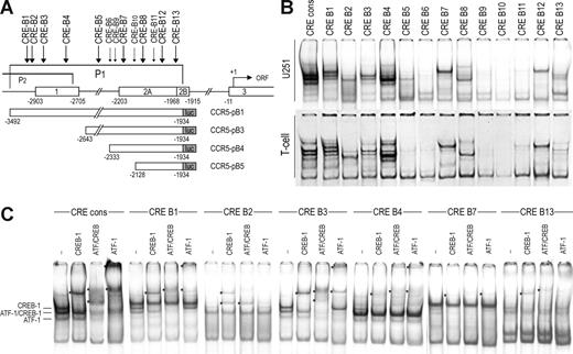Figure 5. Transcription factor binding to the CRE sites in the CCR5 downstream promoter. (A) Scheme depicting the CCR5 gene and the downstream promoter region (P1). Locations of the identified putative CRE sites in the downstream promoter regions are depicted above. Sites at which significant protein binding was detected are indicated by large arrows, whereas sites that did not generate protein binding are indicated by small arrows. Underneath, the downstream promoter-luciferase-reporter constructs are shown. (B) EMSA showing binding of complexes to the CRE sites in the CCR5 downstream promoter region (CRE-B1 through -B13) and a CRE consensus probe (cons) using nuclear extracts of U251 cells (top panels) and primary T lymphocytes (bottom panels). Protein/DNA complexes are formed with probe CRE-B1 through -B5, -B7, -B8, -B12, and -B13. (C) Using specific antibodies, the complexes binding to CCR5-CRE-B1, -B3, -B4, and -B7 were shown to contain both CREB-1 and ATF-1, whereas the complexes formed with CCR5-CRE-B2, and CRE-B13 contained only CREB-1. *Supershifted complexes. Shown are representatives of 2 independent experiments. Empty lanes were deleted from the images.