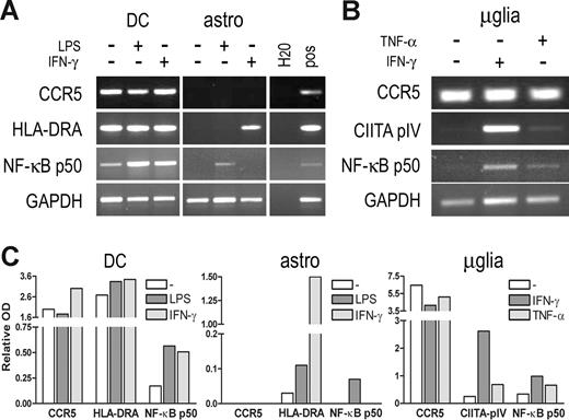 Figure 6. Induction of CCR5 transcription by inflammatory stimuli. (A) mRNA expression levels of CCR5, HLA-DRA, and NF-κB p50 in human monocyte-derived DCs (DC) and human primary astrocytes (astro) after stimulation with LPS (100 ng/mL) or IFN-γ (500 U/mL) for 24 (DC) or 8 (astro) hours, as determined by RT-PCR. CCR5 expression is not enhanced in DCs nor induced in astrocytes by either LPS or IFN-γ treatment, whereas NF-κB p50 expression is enhanced in DCs by either treatment, and HLA-DR and NF-κB p50 expression is induced in astrocytes by IFN-γ and TNF-α, respectively. (B) mRNA expression levels of CCR5, CIITA-PIV, and NF-κB p50 in human primary microglia (μglia) after stimulation with TNF-α (10 ng/mL) or IFN-γ (500 U/mL) for 8 hours, as determined by RT-PCR. IFN-γ or TNF-α does not enhance CCR5 expression in microglia, whereas expression of CIITA-PIV and NF-κB p50 is enhanced by either treatment. (C) Quantification of the PCR products. Relative optical densities (ODs) corrected for GAPDH expression are shown.