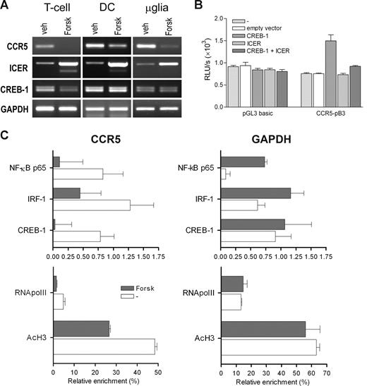Figure 7. Inhibition of CCR5 transcription and CCR5 promoter activation by forskolin and ICER. (A) mRNA expression levels of CCR5, ICER, and CREB in T lymphocytes, DCs, and microglia treated with forskolin (Forsk; 20 μM) for 6 hours, as determined by RT-PCR. Forskolin treatment reduces amounts of CCR5 transcript in T lymphocytes. Shown are representatives of at least 2 independent experiments. (B) Transient transfection of the CREB-responsive CCR5 downstream promoter construct CCR5-pB3 with CREB-1 and ICER expression vectors, showing inhibition of CREB-1-induced CCR5 promoter activity by ICER. Depicted are relative light units (RLU) per second obtained for luciferase activity and normalized with Renilla luciferase activity expressed as means plus or minus SEM. Shown is a representative of 3 independent experiments performed in triplicate. (C) Chromatin immunoprecipitation (ChIP) analysis of CREB-1, NF-κB, and IRF-1 binding, and acetylated histone H3 (AcH3) and RNA polymerase II (RNApolII) binding to the CCR5 and GAPDH promoter regions in T lymphocytes treated with forskolin (Forsk; 20 μM) for 6 hours. Protein binding is depicted as percentage enrichment, relative to input chromatin and corrected for background binding. Shown are means plus or minus SEM of 2 PCR reactions of a representative of 3 independent experiments.