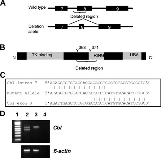 Figure 1. Cbl deletion mutant. (A) Exons 7-9 of the wild-type and mutant Cbl gene. Deletion of the exon 8 splice acceptor causes exon 8 to be spliced of the transcript. (B) CBL protein structure showing known functional domains. Y indicates tyrosine residue that is phosphorylated to activate CBL function. (C) Nucleotide sequence at breakpoint, demonstrating 6 base pair microhomology. (D) Expression of the mutant allele. Lane 1, 1 kb ladder, lane 2, cbl mutant, lane 3, wild-type control, lane 4, no template. Note the lower PCR product in lane 2 corresponding to the mutant allele.