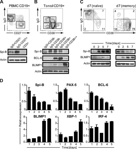 Figure 1. Spi-B is expressed in human B-cell subsets, but not in plasma cells. Equal numbers of CD19+ B cells of (A) peripheral blood or (B) tonsil were sorted into subpopulations as indicated by gating and analyzed by immunoblotting. Actin levels were determined as loading control. One representative experiment of 3 is shown. (C,D) CD19+ B cells purified from peripheral blood were cocultured under plasma cell promoting conditions. (C) Naive (left panel) or memory (right panel) B cells were cultured for 7 days and analyzed for CD20 and CD38 expression by flow cytometry. Numbers in the quadrants indicate percentages of cells. For immunoblotting, cells were collected at the indicated time points and analyzed for Spi-B and BLIMP1 expression. Actin levels were determined to ensure equal loading of the samples. (D) Memory B cells were cultured for the time periods indicated, and expression levels were assessed by quantitative real-time PCR. Mean plus or minus SD values of PCR duplicates are shown. One representative experiment of 2 is shown.