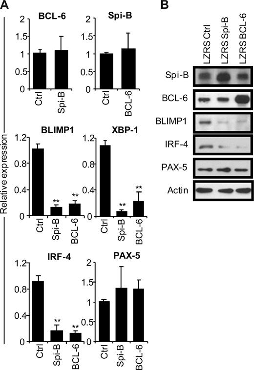 Figure 3. Repression of the plasma cell gene expression program by Spi-B. CD19+ B cells were retrovirally transduced with constructs expressing Spi-B, BCL-6, or control-GFP. Five days after transduction and culturing in conditions promoting plasma cell differentiation (as in Figure 1), GFP+ cells were sorted. (A) Gene expression levels of Spi-B, BCL-6, BLIMP-1, XBP-1, IRF-4, and PAX-5 were analyzed by quantitative RT-PCR. Expression levels in Spi-B– and BCL-6–transduced cells were normalized to expression levels in control transduced cells. Mean plus or minus SD values of 4 independent experiments are shown (Student t test, **P < .01). (B) Cell lysates from sorted GFP+ cells were subjected to immunoblot analysis using antibodies directed against Spi-B, BCL-6, BLIMP-1, IRF-4, or PAX-5. Actin levels were determined as loading control. Representative results of 2 independent experiments are shown.