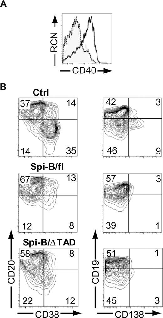 Figure 4. The transactivation domain of Spi-B is not required for regulation of plasma cell differentiation. (A) CD34+CD1a− progenitors isolated from human postnatal thymus were transduced with control, Spi-B/full-length (fl), or Spi-B/ΔTAD constructs and cultured on OP9 with Flt3L and IL-7. The histogram shows surface expression level of CD40 on CD123+BDCA2+pDCs transduced with control (shaded histogram), Spi-B/fl (solid line), and Spi-B/ΔTAD (dashed line) constructs. (B) Peripheral blood CD19+ B cells were transduced with control, Spi-B/fl, or Spi-B/ΔTAD constructs and cultured in conditions promoting plasma cell differentiation (as in Figure 1). After 7 days of culture, GFP+ cells were analyzed for CD19, CD20, CD38, and CD138 surface expression. Contour plots of one representative experiment of 2 are shown. Numbers in the quadrants indicate percentages of cells.