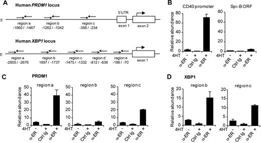 Figure 5. Binding of Spi-B to the promoter regions of the human PRDM1 and the XBP-1 locus. (A) Schematic representation of the 5′ region of the human PRDM1 and XBP1 locus. Binding sites of primers used for analysis of chromatin immunoprecipitation (ChIP) are indicated relative to the transcription start site. (B-D) ChIP analysis for Spi-B binding. SpiB∼ER-GFP+ RAJI cells were cultured in the presence or absence of 4HT for 4 hours and subjected to ChIP using α-ER antibody or, as control, normal rabbit IgG (Ctrl Ig). (B) As positive control for Spi-B binding, precipitated chromatin was analyzed by real-time PCR for abundance of CD40 promoter DNA. The Spi-B open reading frame (ORF) served as irrelevant gene control for Spi-B binding. (C) Precipitated chromatin was analyzed for abundance of 3 different regions (regions a, b, c) of the PRDM1 promoter. (D) Precipitated chromatin was analyzed with primers binding to regions b and locus c upstream of the transcription start in the XBP1 gene. Values are normalized to chromatin levels in control Ig samples. Mean plus or minus SD values of precipitation triplicates are shown. One representative experiment of 2 is shown.