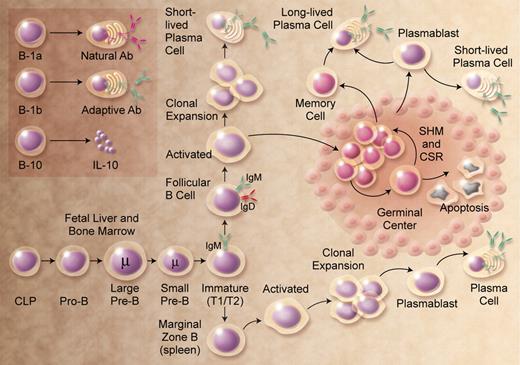 Figure 1. B-cell development. The figure shows the broad outline of B-cell developmental stages in mice and humans. B-1a, B-1b, and B10 populations are less well characterized in humans. CLP indicates common lymphoid progenitor; SHM, somatic hypermutation; and CSR, class switch recombination. Illustration by A. Y. Chen.