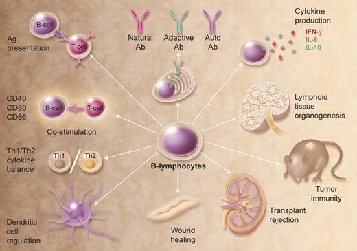 Figure 2. Multifunctional attributes of B cells. Selected examples of how B cells regulate immune homeostasis are shown; many of these functions are independent of Ig production. Illustration by A. Y. Chen.