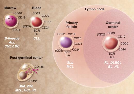 Figure 3. Human B-cell malignancies. Selected cell surface, cytoplasmic, and nuclear markers expressed during normal B-cell development that are generally expressed in malignancies. Molecules within parentheses are variable in their expression at the indicated stage of development. ALL indicates acute lymphoblastic leukemia; BL, Burkitt lymphoma; CLL, chronic lymphocytic leukemia; CML-LBC, chronic myelocytic leukemia–lymphoid blast crisis; DLBCL, diffuse large B-cell lymphoma; FL, follicular lymphoma; HCL, hairy cell leukemia; HL, Hodgkin lymphoma; MCL, mantle cell lymphoma; MM, multiple myeloma; MZL, marginal zone lymphoma; PL, plasmablastic lymphoma; SLL, small lymphocytic lymphoma; and WM, Waldenström macroglobulinemia. Illustration by A. Y. Chen.