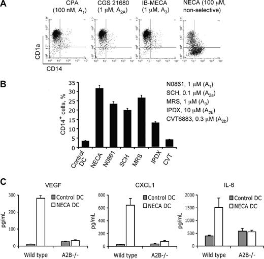 Figure 5. A2B adenosine receptor mediates effects of adenosine on DC differentiation. (A) Selective agonists to A1, A2A, and A3 adenosine receptors do not affect DC differentiation. Immature DCs were generated from human monocytes in the presence of the indicated concentrations of receptor-selective agonists or NECA. Agonist concentrations were 10-fold higher than their Kd for the respective receptor. Results are representative of 3 experiments. (B) Selective antagonists to A2B receptor but not to A1, A2A, or A3 adenosine receptors reverse NECA-induced alteration of DC differentiation. Immature DCs were generated from human monocytes in the presence of 100 μM NECA and selective antagonists at indicated concentrations. Antagonist concentrations were 10-fold higher than their Ki for the respective receptor. The proportion of CD14lowCD14+ cells was measured by flow cytometry. Average values from 3 different experiments are shown. Error bars denote SE. (C) Effect of NECA on cytokine secretion by DCs from mouse HPCs is not reproduced in cells from A2B−/− knockout animals. Mature DCs were generated from wild-type or A2B−/− knockout mouse HPCs with or without 100 μM NECA with 20 ng/mL TNF-α added for 24 hours for maturation. Culture supernatants from the maturation step were collected, and secreted cytokines were measured by ELISA. Average values from 3 different experiments are shown. Error bars denote SE.