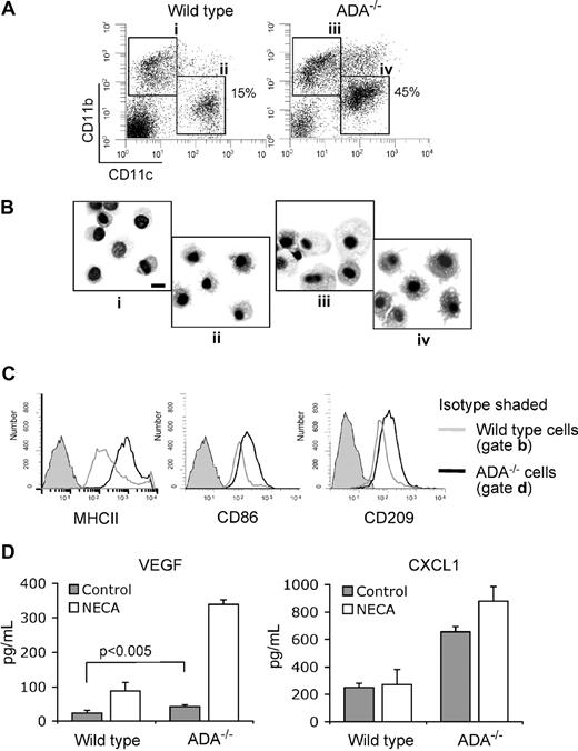 Figure 6. Proangiogenic DCs are generated in vivo under conditions associated with elevated levels of extracellular adenosine. (A) Single-cell suspensions from the lungs of wild-type or ADA−/− knockout mice were analyzed by multicolor flow cytometry. CD45+ cells were gated and assessed for expression of CD11b and CD11c markers. (B) Cells gated and sorted as shown in (Ai-iv) were spun on glass slides and stained with Diff-Quick to assess their morphology. Microscopy was performed with a Nikon Eclipse E600 (Nikon Instruments) using a Nikon 100×/1.4 NA oil objective. Images were captured with Olympus DP-11 digital camera system (Olympus America). Note DCs with projections in (ii) and (iv) and that cells in (iv) are bigger. Bar, 10 μm. (C) CD11blowCD11c+ cells were gated as shown in (Aii,iv) and assessed for expression of MHCII, CD86, or CD209 markers. (D) These cells were cultured for 18 hours in RPMI with 10% FBS without or with 100 μM NECA. Culture supernatants were collected, and secreted cytokines were measured by ELISA. Average values from 3 different experiments are shown. Error bars denote SE.