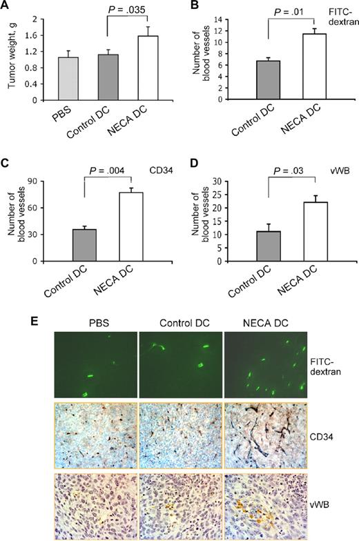 Figure 7. Adenosine-differentiated DCs act as angiogenic and tumor growth–promoting factor in vivo. Immature DCs were generated with or without 100 μM NECA from mouse HPCs and injected into subcutaneous LLC tumors in mice. Seven days later tumors were isolated and weighted (A), and tumor vascularization was assessed using FITC-dextran (B) or immunostaining with antibodies to CD34 (C) or von Willebrand factor (D) as described in “Mouse tumor model experiments.” Images were taken from tumor sections, and the number of tumor blood vessels identified by FITC-dextran fluorescence (green) or immunostaining (brown) was counted. Images of representative tumor sections show a higher number of blood vessels in tumors that received injection of adenosine-differentiated DCs (E). Five animals per group. Fifteen fields on 2 nonadjacent sections were counted for each sample.