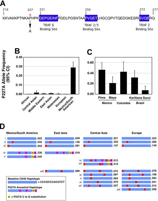 Figure 1. The G allele of rs11086998 changes the amino acid sequence of CD40 at position 227 from proline to alanine and is enriched in persons from Mexico and South America. (A) Amino acid sequence of the CD40 intracellular domain. The position of proline 227 (red asterisk) and the location of the downstream TRAF binding sites (blue boxes) are noted. (B) SNP rs11086998 was genotyped in the Human Genome Diversity Panel (HGDP) representing 7 geographic regions worldwide. Samples typed were from people from equatorial Africa (n = 150), Central Asia (n = 67), the Middle East (n = 345), East Asia (n = 226), Melanesia (n = 39), Europe (n = 119), and Mexico and South America (n = 108). (C) Results from the Central and South American samples: Pima (n = 25), Mayan (n = 24), Colombian (n = 13), Karitiana Brazilian (n = 24), and Surui Brazilian (n = 21). (D) Thirteen markers across CD40 were genotyped in Central and South American (n = 108), European (n = 119), Central Asian (n = 43), and East Asian (n = 59) donors to the HGDP. The predicted ancestral haplotype is shown in blue, with haplotype-tagging SNPs shown in red; the P227A SNP is shown in yellow, with adjacent haplotype-tagging SNPs shown in purple. Haplotypes were analyzed by Haploview.50