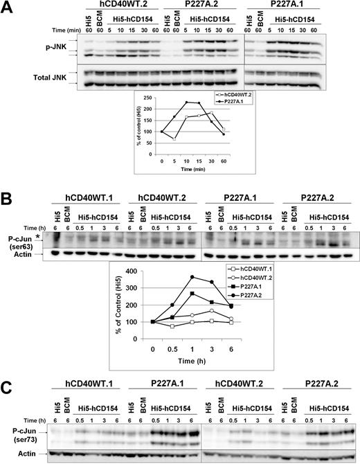 Figure 6. Activation of JNK, NF-κB, and c-Jun phosphorylation by hCD40-P227A versus WT hCD40 signaling. (A) CH12.hCD40WT (hCD40WT.2) and CH12.P227A (P227A.1, P227A.2) cells were stimulated for the indicated times with medium (BCM), uninfected Hi5 (Hi5), or Hi5-hCD154. Total cell lysates were resolved by SDS-PAGE and immunoblotted for phosphorylated JNK, followed by total JNK as a loading control. Data are representative of 3 independent experiments with multiple clones tested. Results for P227A.2 are not included in the graph because its lower background produces a different scale. (B) CH12.hCD40WT (hCD40WT.1, hCD40WT.2) and CH12.P227A (P227A.1, P227A.2) cells were stimulated for the indicated times with media (BCM), uninfected Hi5 (Hi5), or Hi5-hCD154. Total cell lysates were analyzed via SDS-PAGE and immunoblotted for phosphorylated c-Jun (Ser63), followed by actin as a loading control. Results were quantified as described in “Immunoblots,” and are representative of 4 independent experiments. (C) M12.hCD40WT (hCD40WT.1, hCD40WT.2) and M12.P227A cells (P227A.1, P227A.2) were stimulated and total cell lysates prepared. Samples were immunoblotted for phosphorylated c-Jun (Ser73) followed by actin as a loading control. Results are representative of 5 experiments.