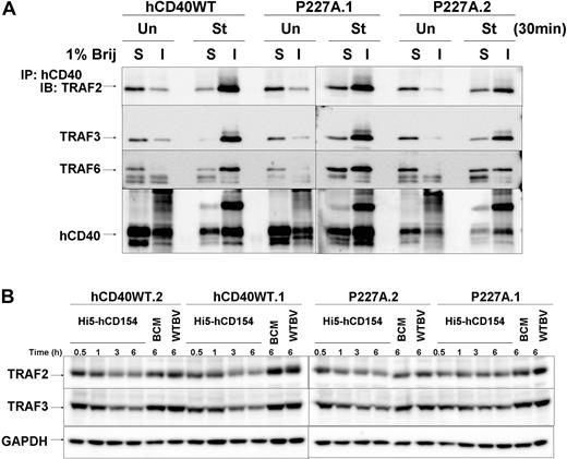 Figure 7. TRAF binding and degradation upon signaling via hCD40-P227A and WT hCD40. (A) M12.hCD40WT or M12.hCD40-P227A (P227A.1, P227A.2) cells were stimulated for 30 minutes with 1 Hi5: 5 B cells and cell lysates prepared. The Brij insoluble fraction (I) represents the lipid raft fraction, whereas the Brij soluble fraction (S) represents the non-raft portion of the cell lysates. hCD40 was immunoprecipitated as described27 and subjected to SDS-PAGE and Western blot analysis for TRAF6, followed by TRAF1 (not shown), TRAF2, TRAF3, and hCD40. Data are representative of 3 independent experiments. A second hCD40WT clone was tested with similar results (not shown). (B) CH12.hCD40WT (hCD40WT.1, hCD40WT.2) and CH12.P227A (P227A.1, P227A.2) were stimulated for the indicated times and cell lysates prepared. Membranes were immunoblotted for TRAF2, then stripped and reprobed for TRAF3 followed by GAPDH as a loading control. Data are representative of at least 3 experiments.