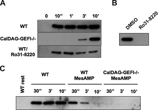 Figure 4. Rap1 activation in platelets stimulated with PAR4p requires CalDAG-GEFI and P2Y12-mediated signaling. (A) Time course of Rap1 activation in WT (± 5 μg/mL Ro31-8220) or CalDAG-GEFI−/− platelets stimulated with 1.25 mM of PAR4p. (B) Rap1-GTP detected in lysates from CalDAG-GEFI–deficient platelets at t = 10 minutes after addition of PAR4p. Rap1 activation was completely inhibited in the presence of Ro31-8220. (C) Effect of 2-MesAMP on Rap1 activation in WT or CalDAG-GEFI-deficient platelets. Platelets were pretreated with 50 μM 2-MesAMP for 5 minutes followed by stimulation with 1.25 mM of PAR4p.